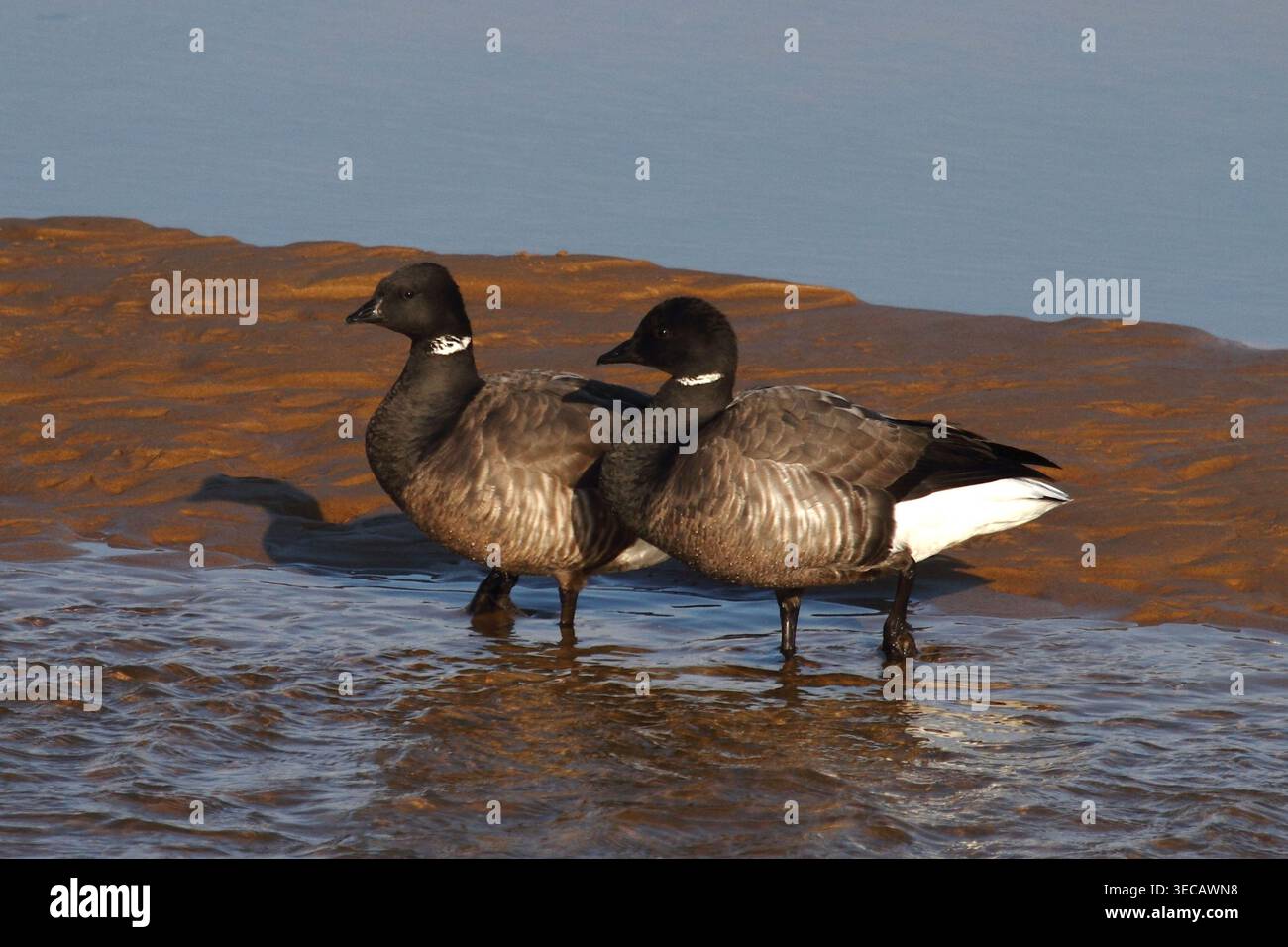 Due oche Brent, Branta Bernicla, pagaiano nelle acque poco profonde di Wells Next the Sea North Norfolk, Inghilterra Foto Stock