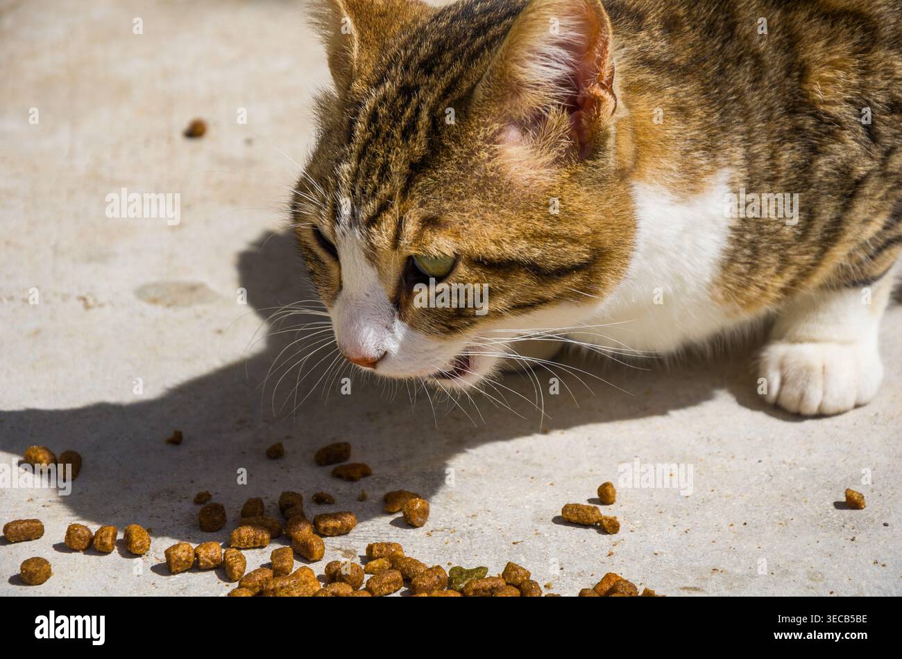 Tabby Cat che mangia Kibble su cemento Foto Stock