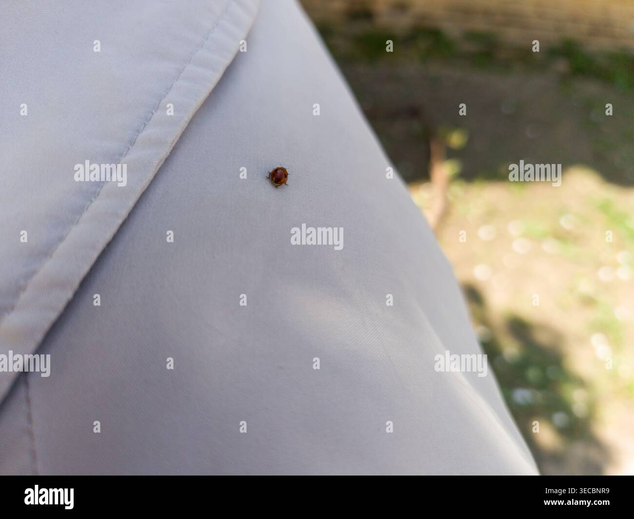 Una piccola signora asiatica di scarabeo (Harmonia axyridis) seduta sulla spalla della giacca di colore chiaro di una persona all'aperto durante una giornata di primavera assolata. Foto Stock
