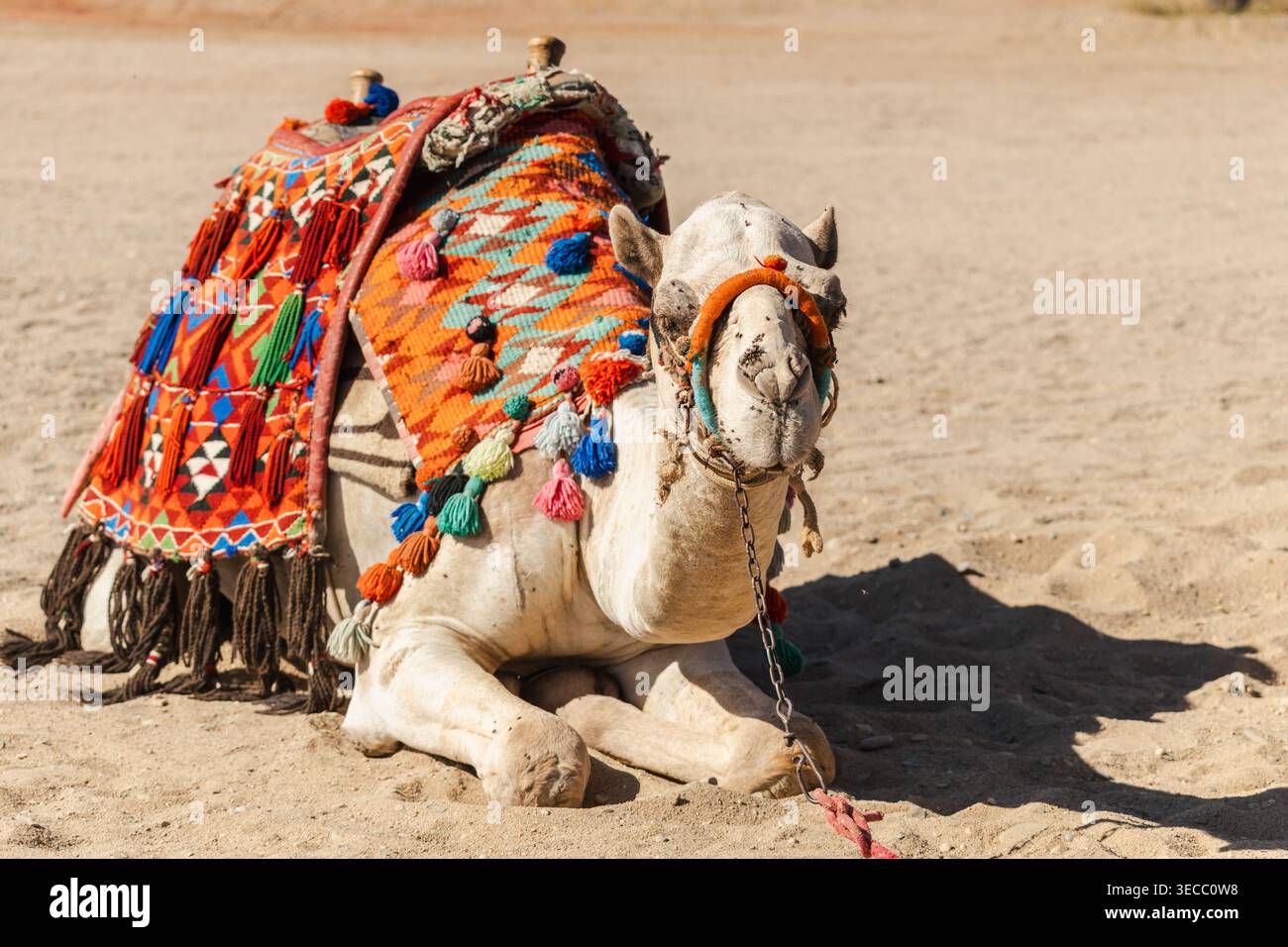 Cammello decorato seduto sulla sabbia del deserto preparato per un giro turistico nel soleggiato paesaggio desertico dell'Egitto Foto Stock