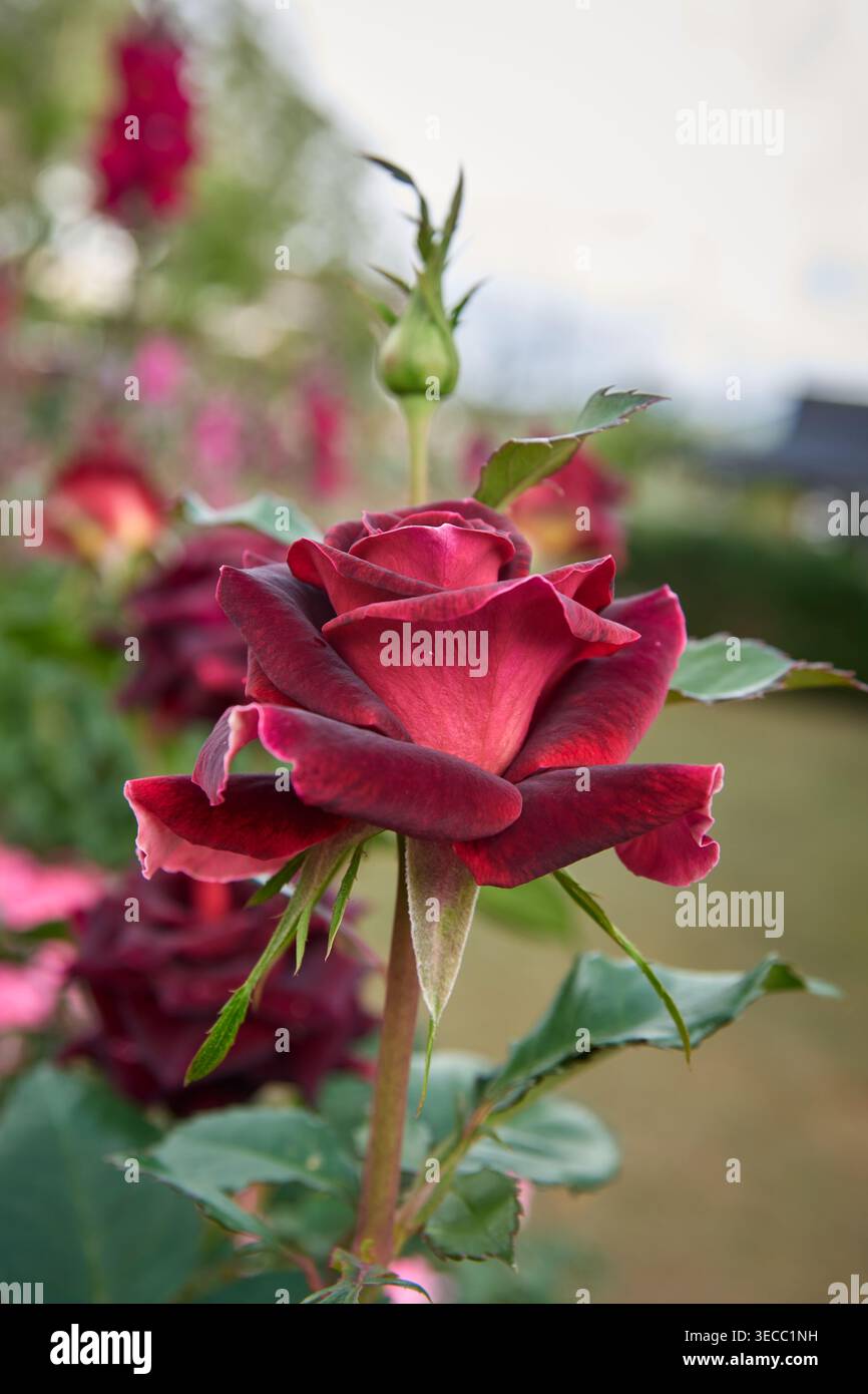 rosa singola rossa profonda con bocciolo verde in giardino, petali di velluto e fogliame sfocato, vista laterale con messa a fuoco morbida, sfondo floreale Foto Stock