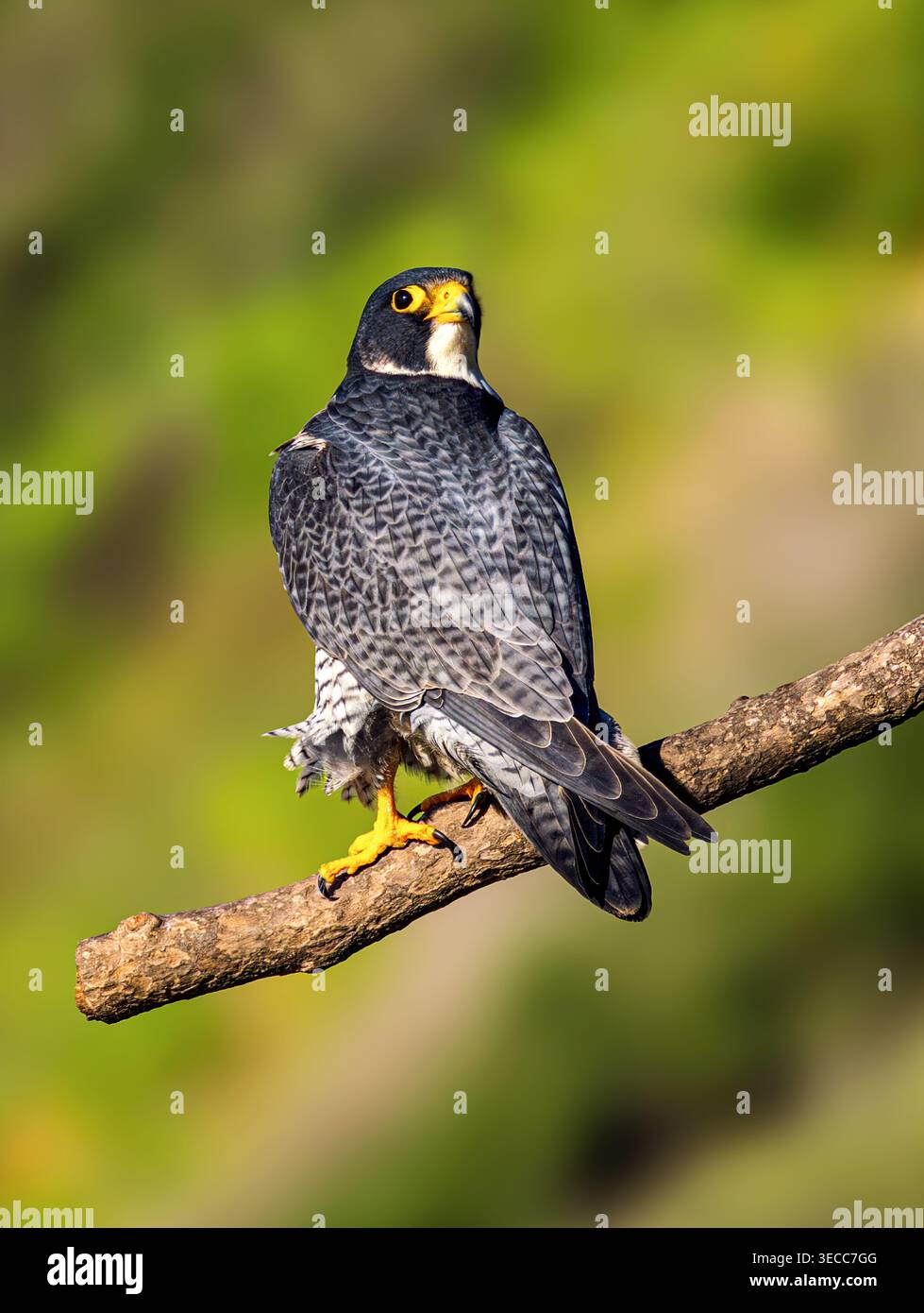 Falco peregrino arroccato su un ramo con un morbido sfondo verde naturale in un ambiente naturale naturale Foto Stock
