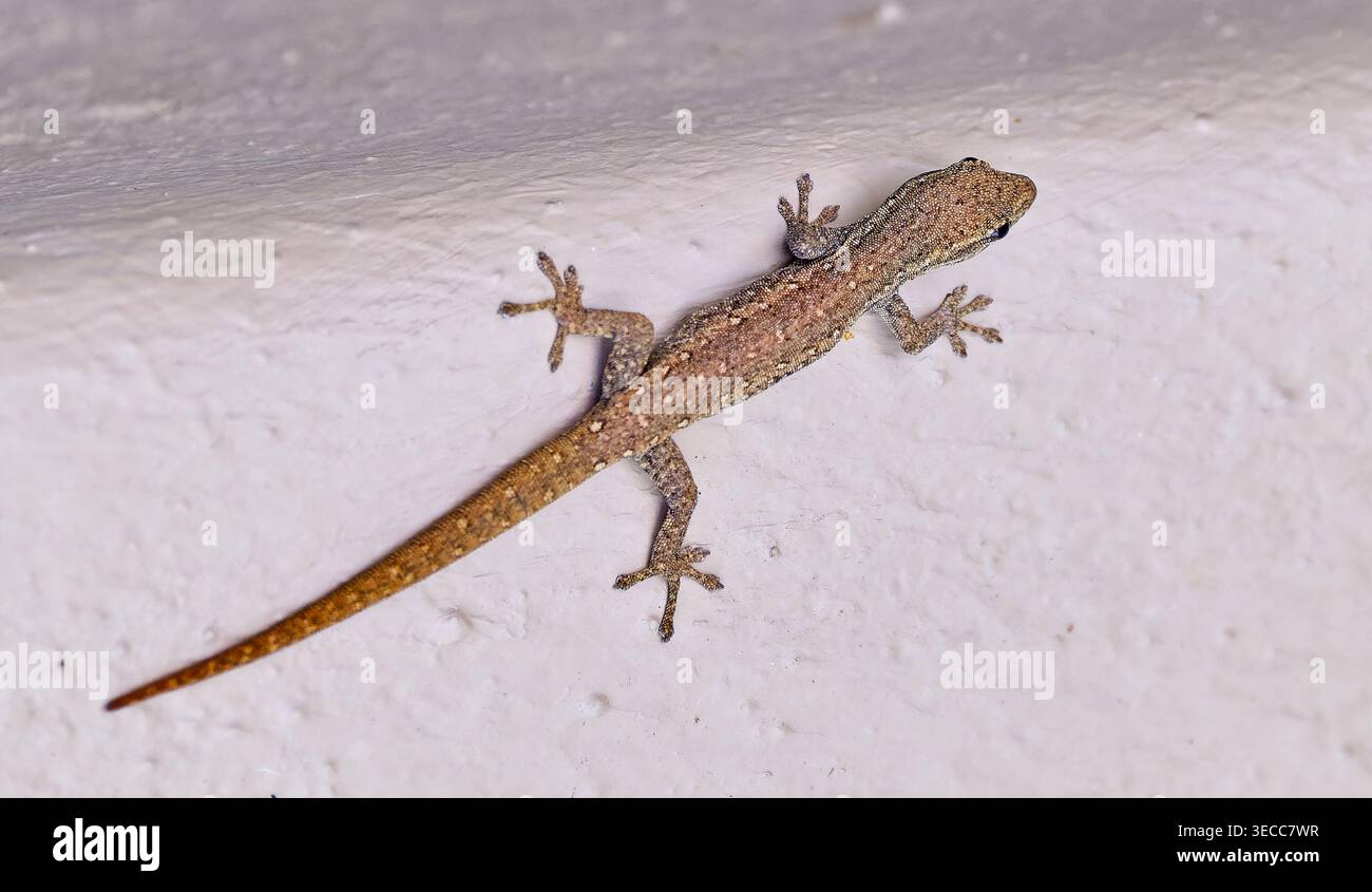 Una lucertola nana comune maculata di colore marrone (Lygodactylus capensis) su un muro di cemento presso il rifugio sul fiume Mologa, bela-bela, Limpopo, Sudafrica ZA Foto Stock