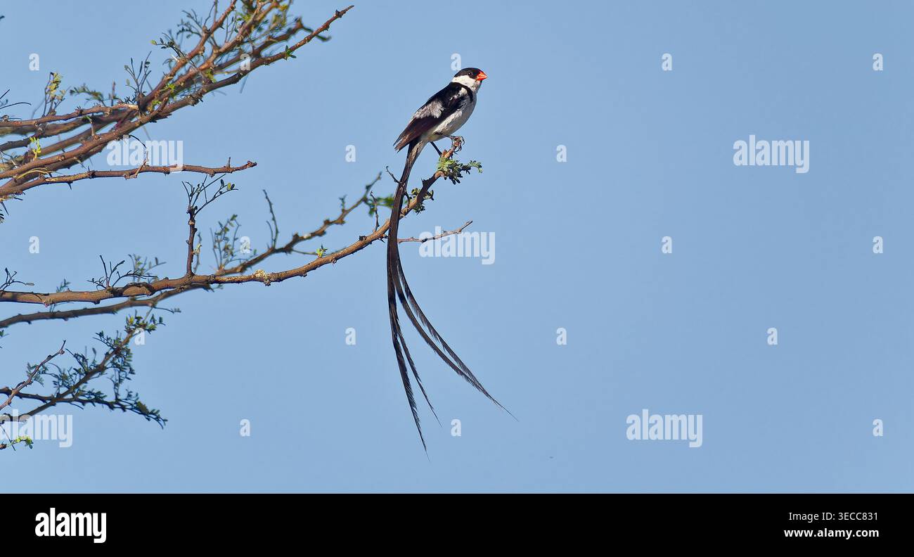 Un uccello whydah (Vidua macroura) che riproduce le sue piume di coda lunghe nel cielo blu, Zaagkuildrift Rd, Kgomo-Kgomo, Sudafrica, ZA Foto Stock
