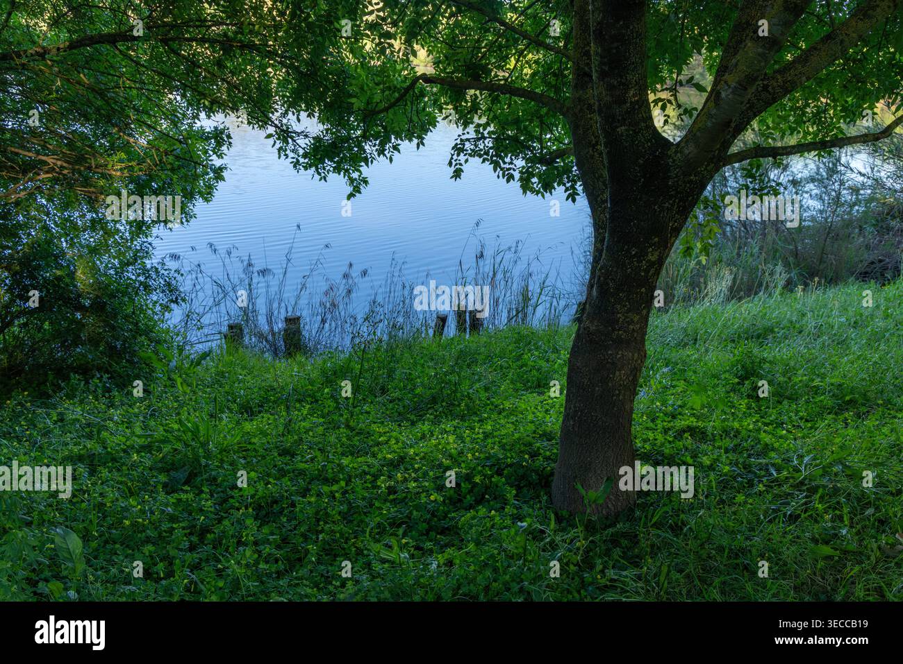 Suggestivo paesaggio del Lago e dell'albero con la calda luce della sera Foto Stock