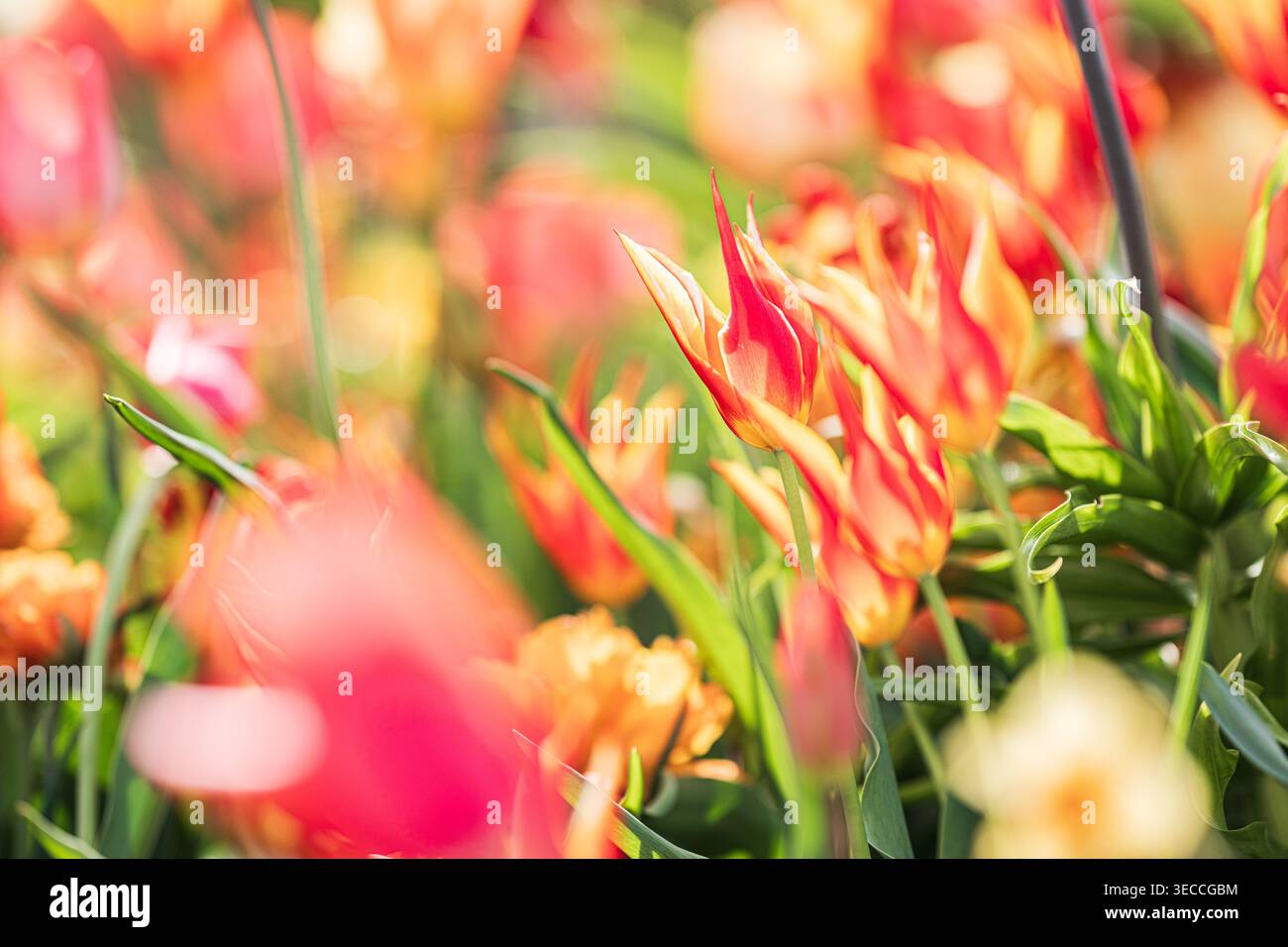 Primo piano di tulipani rossi arancioni in giardino Foto Stock