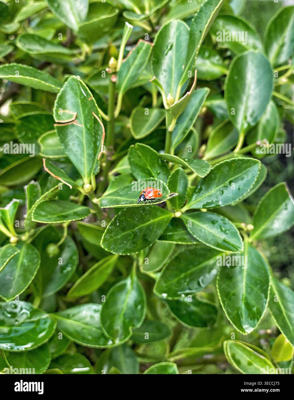 Coccinello sulle foglie verdi con gocce d'acqua, luce naturale, scena naturale macro - Immagine stock catturata con smartphone