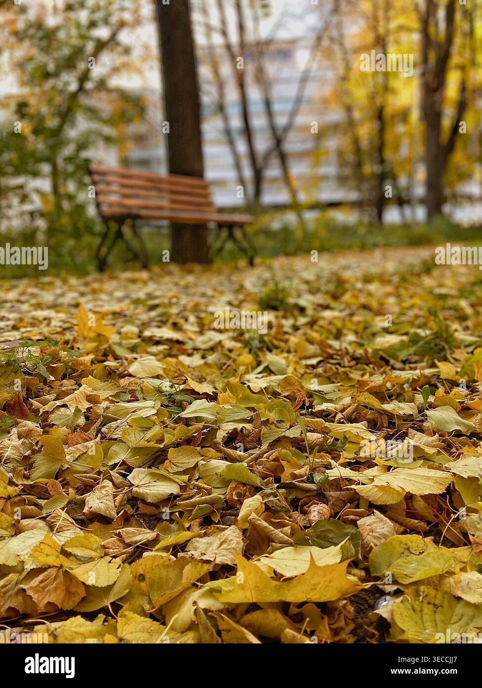 Vista ravvicinata delle foglie autunnali cadute con panca sullo sfondo, ambiente di parcheggio, luce calda e soffusa - Immagine stock catturata con smartphone