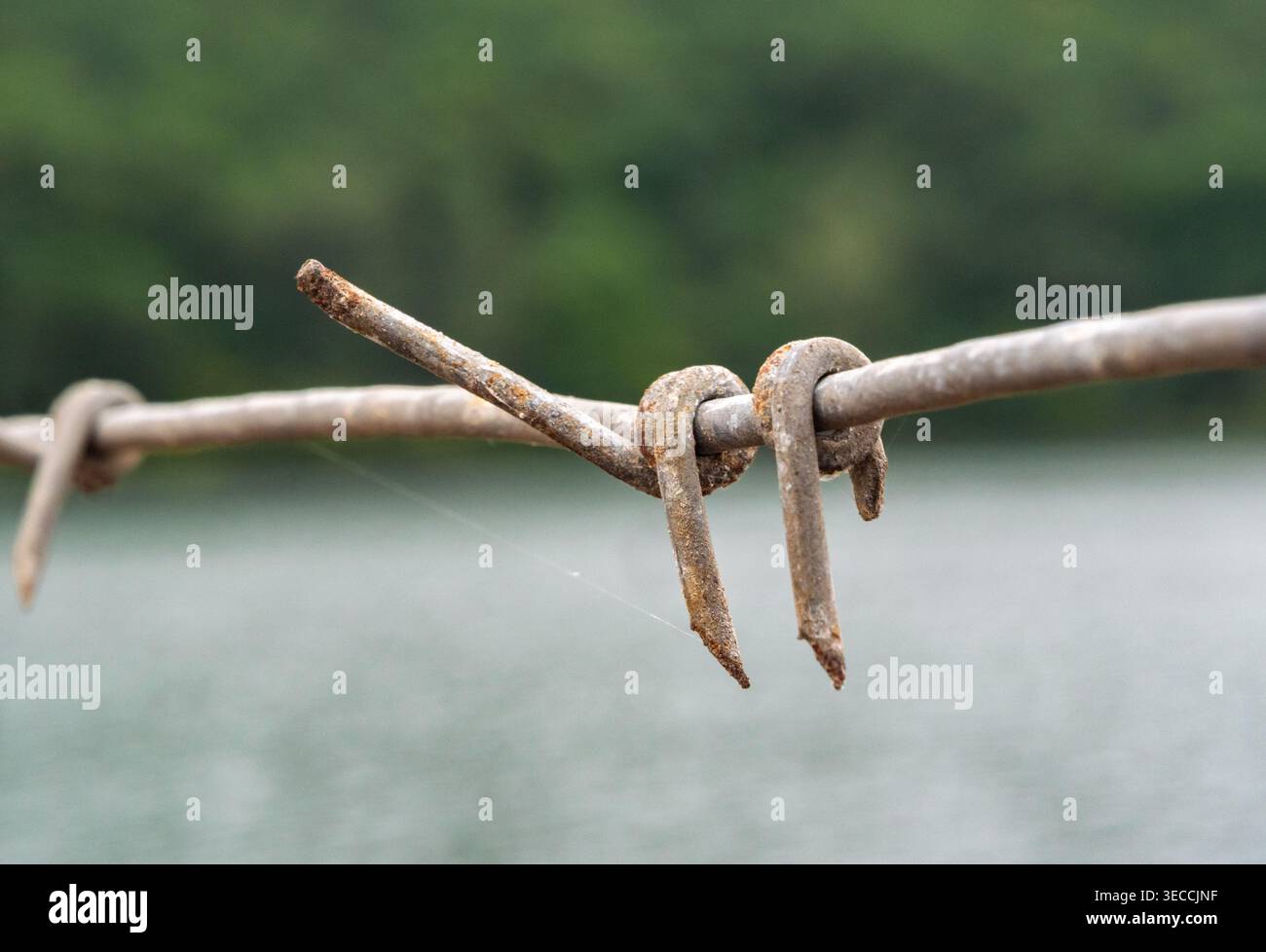 Una vista ravvicinata descrive un segmento di vecchio filo spinato arrugginito. Foto Stock
