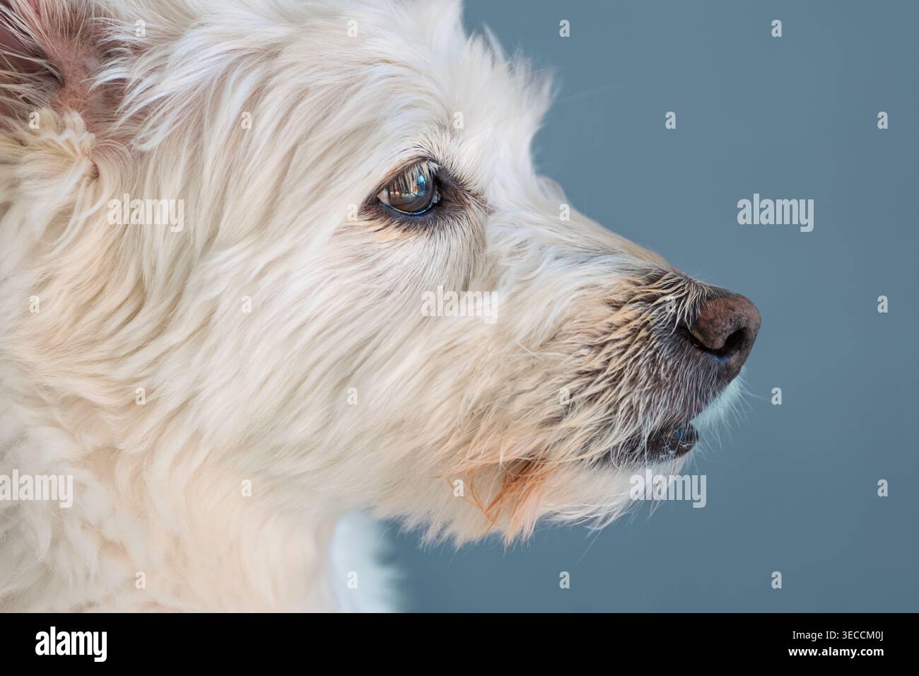 Il soffice cane bianco di profilo guarda a destra con occhi scuri acuti e un muso umido su uno sfondo blu semplice Foto Stock