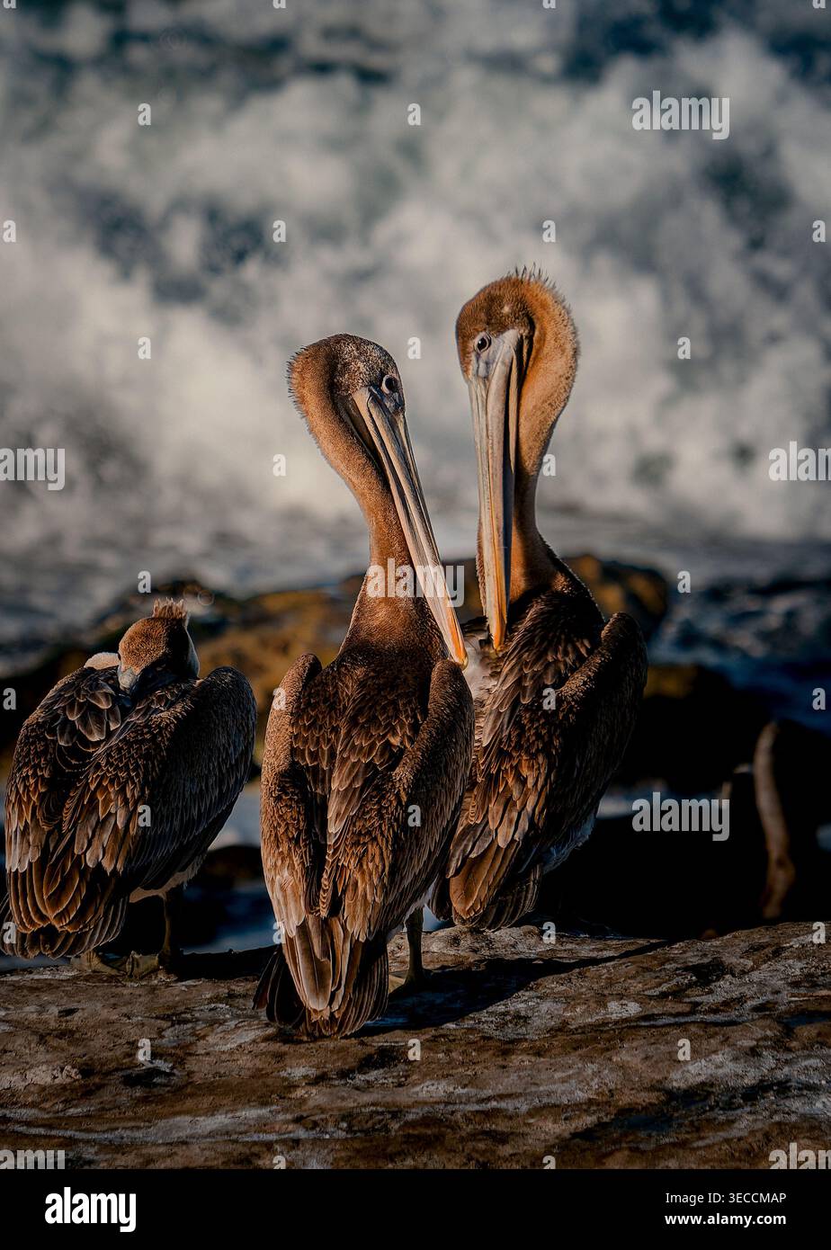 Pellicani sul mare in mezzo alle onde che si infrangono. Uccelli marini arroccati sulla Rocky Coast con Ocean Spray Dynamics Foto Stock