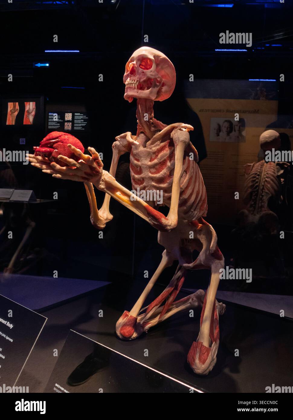 Mosca, Russia - 18 giugno 2021: Inginocchiamento del corpo umano plastificato che presenta un cuore alla mostra Body Worlds di Mosca Foto Stock