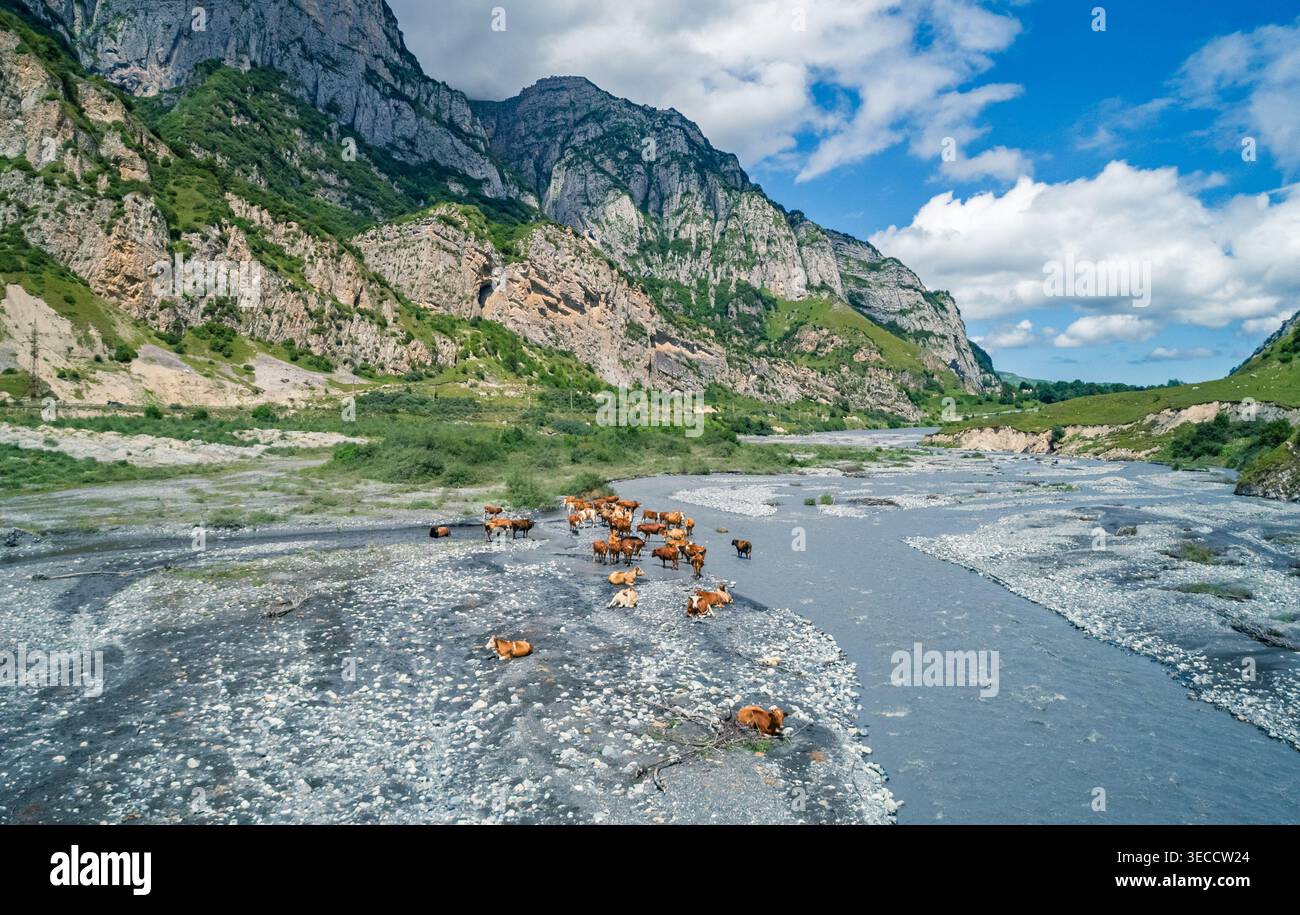 Bestiame bruno che riposa e si trova su un ampio letto roccioso in una maestosa valle di montagna in una giornata limpida Foto Stock