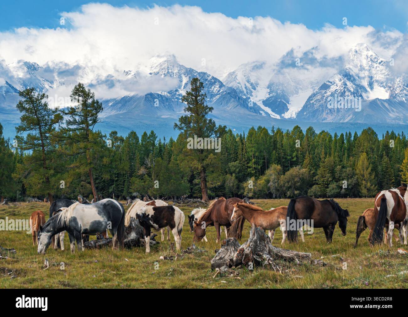 I cavalli pascolano in un pascolo verde con montagne altai innevate sullo sfondo sotto un cielo blu Foto Stock