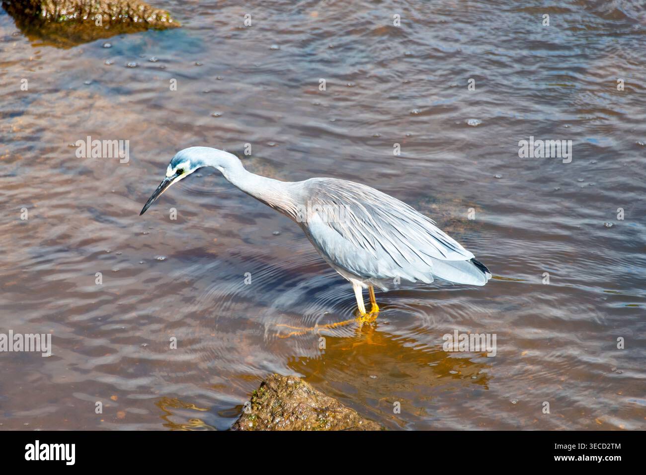 Heron di fronte bianco in Tasmania - Australia Foto Stock