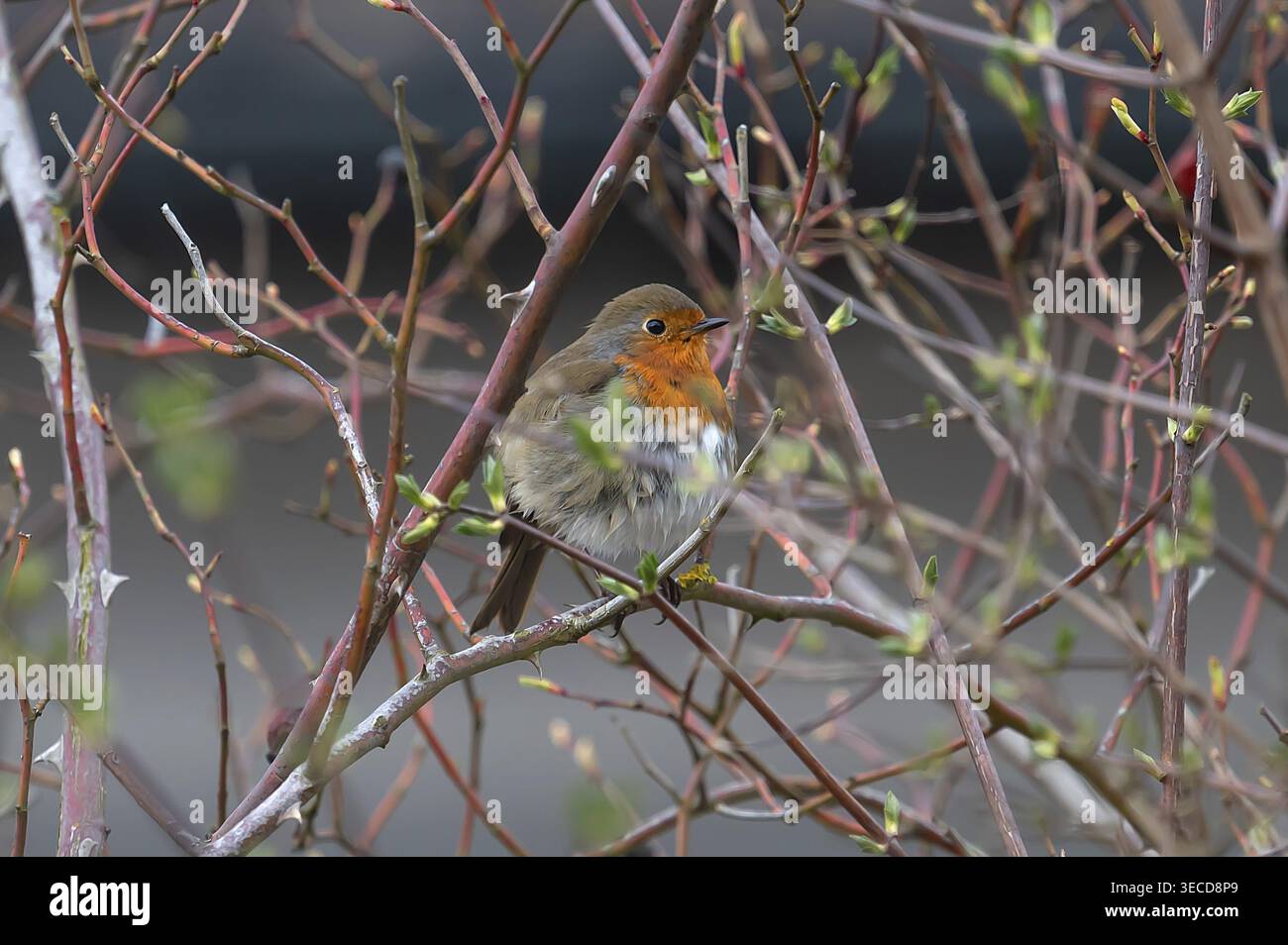 robin europeo (erithacus rubecula) in un cespuglio di rose, Baviera, Germania Foto Stock