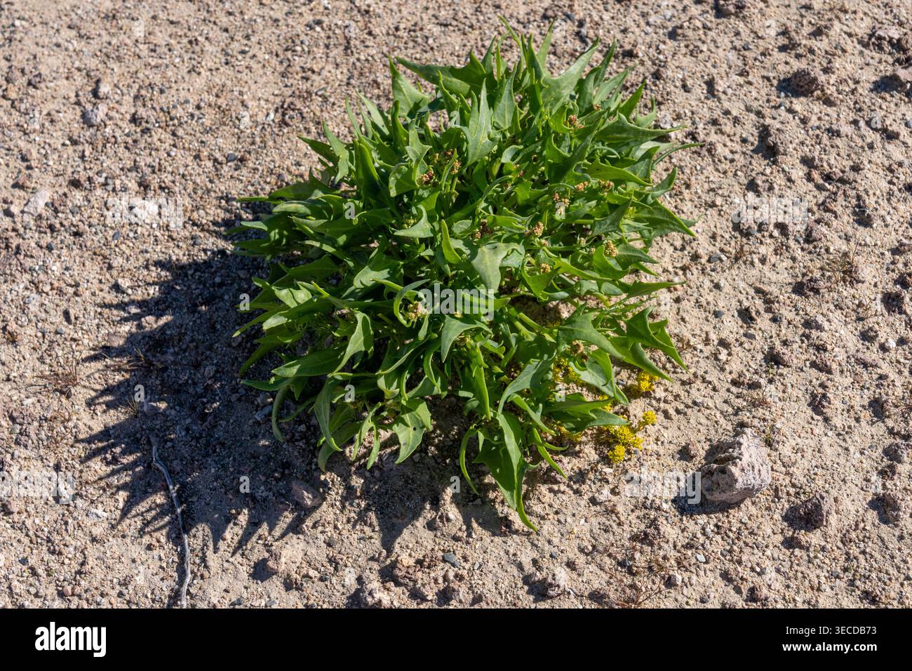 Arrow-scale o Coville's Orach, Atriplex covillei, nel Trona Pinnacles National Natural Landmark, California. Foto Stock