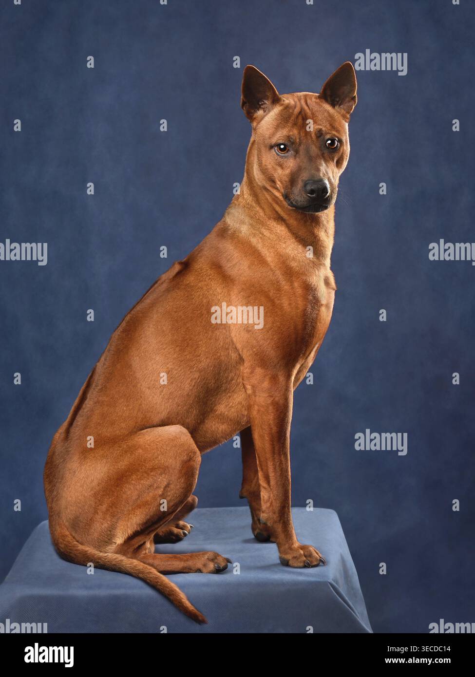 Bellissimo cane rosso Thai Ridgeback seduto su uno sfondo blu Foto Stock