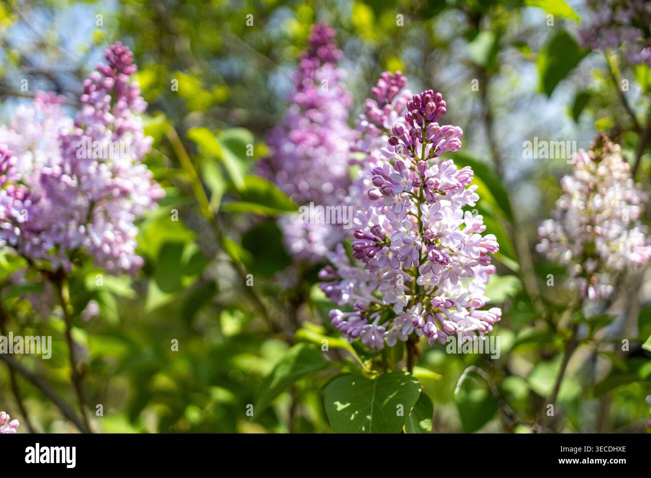Il Syylan vulgaris, fiori lilla comuni fioriscono in primavera, primo piano di delicati fiori viola e bianchi Foto Stock