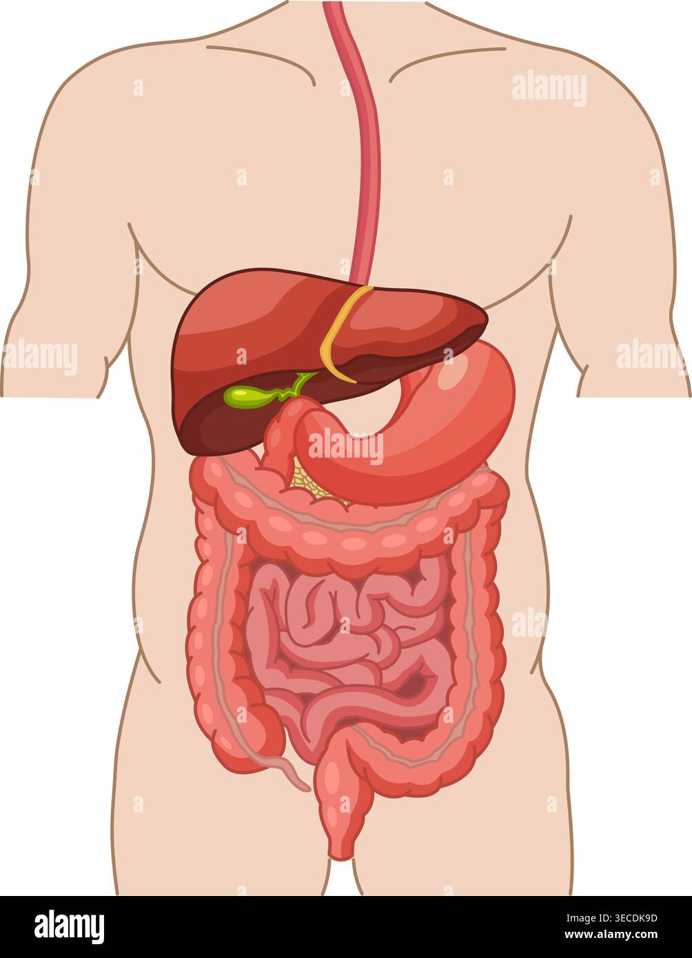Apparato digerente umano. Anatomia dell'intestino, dello stomaco e del fegato. Illustrazione vettoriale degli organi interni. Concetto di medicina Illustrazione Vettoriale
