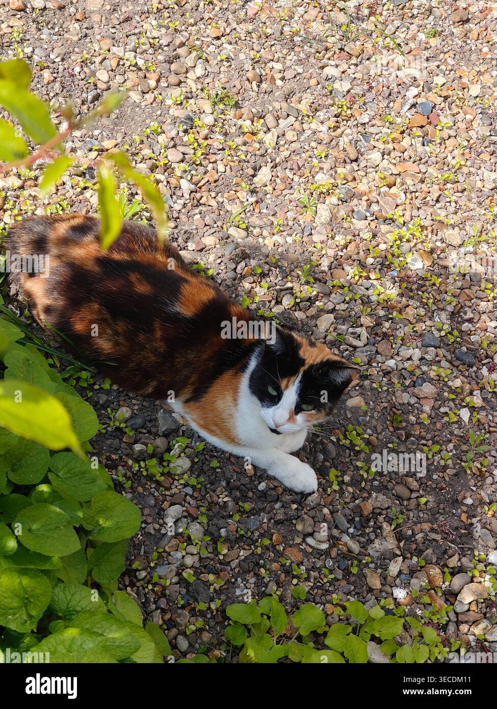 Gatto calico appoggiato su un terreno di ghiaia all'ombra del giardino - Immagine stock catturata con smartphone
