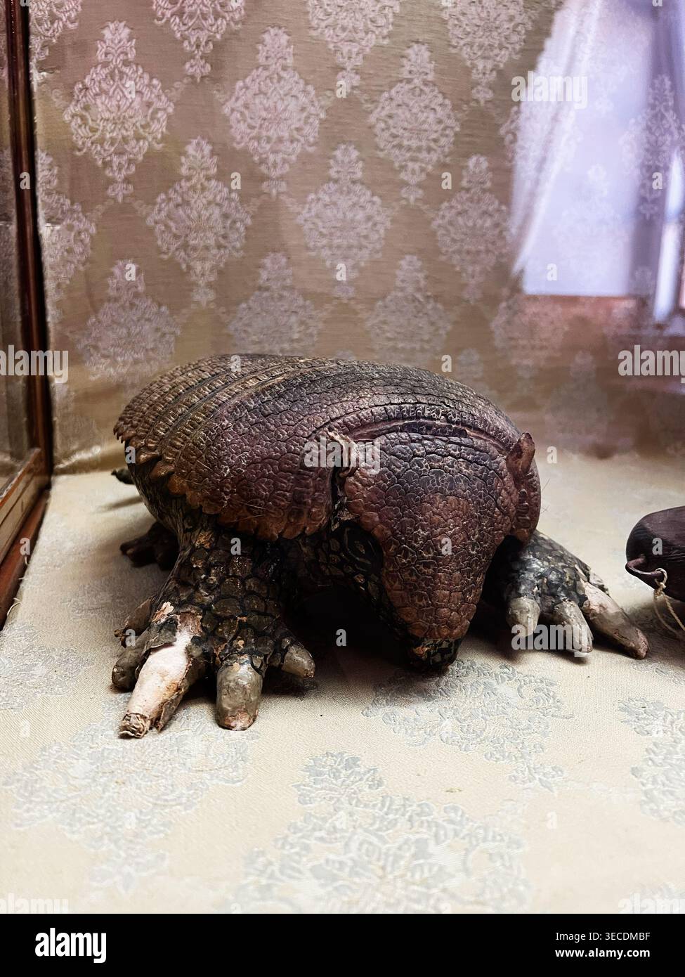 Campione di armadillo montato mostrato su sfondo in tessuto ornato che evoca un museo d'epoca e uno studio di storia naturale. Foto Stock