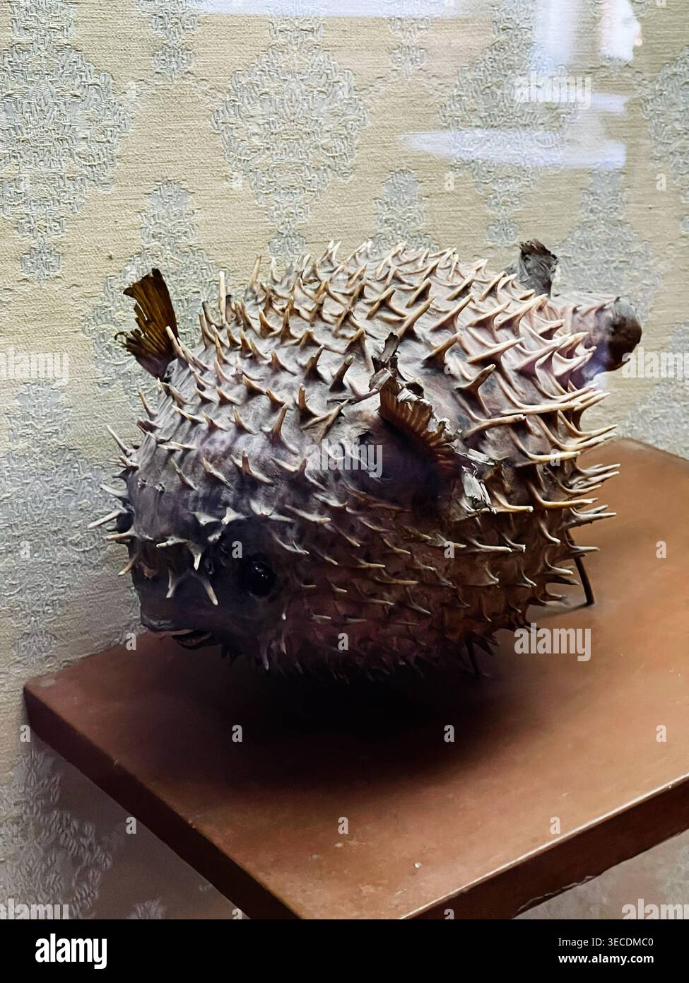 Campione di pesce di mare secco in stile museo con punte affilate, pelle testurizzata dettagliata e pinne conservate su uno scaffale. Foto Stock