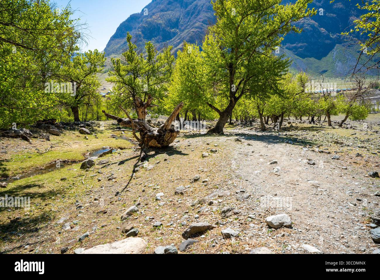 Torrente di montagna che scorre attraverso la foresta nel fiume Chulyshman in Altai Russia tranquillo corso d'acqua naturale nella valle selvaggia Foto Stock
