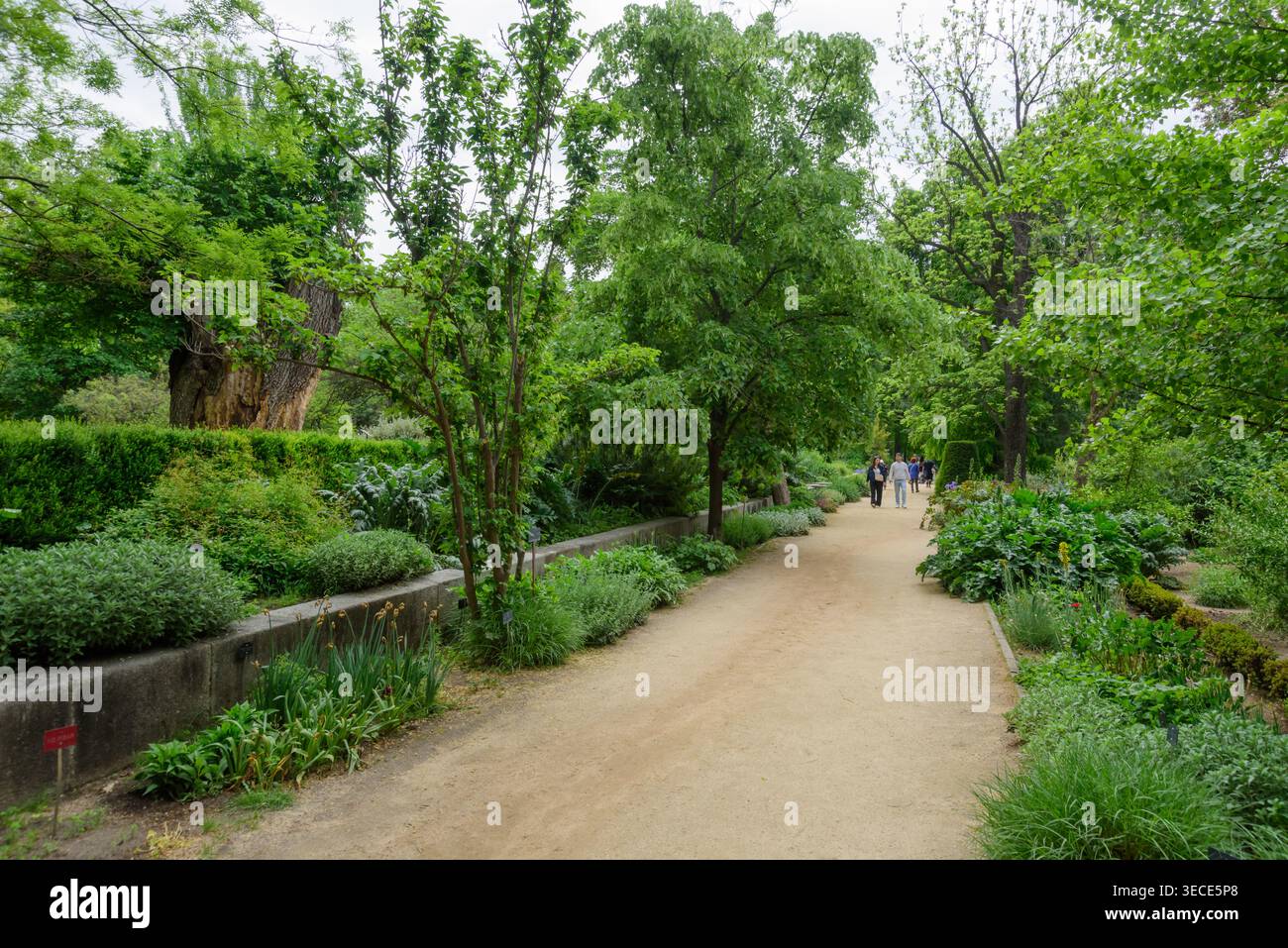Madrid, Botanischer Garten Real Jardin Botanico de Madrid // Madrid, Giardino Botanico Real Jardin Botanico de Madrid Foto Stock