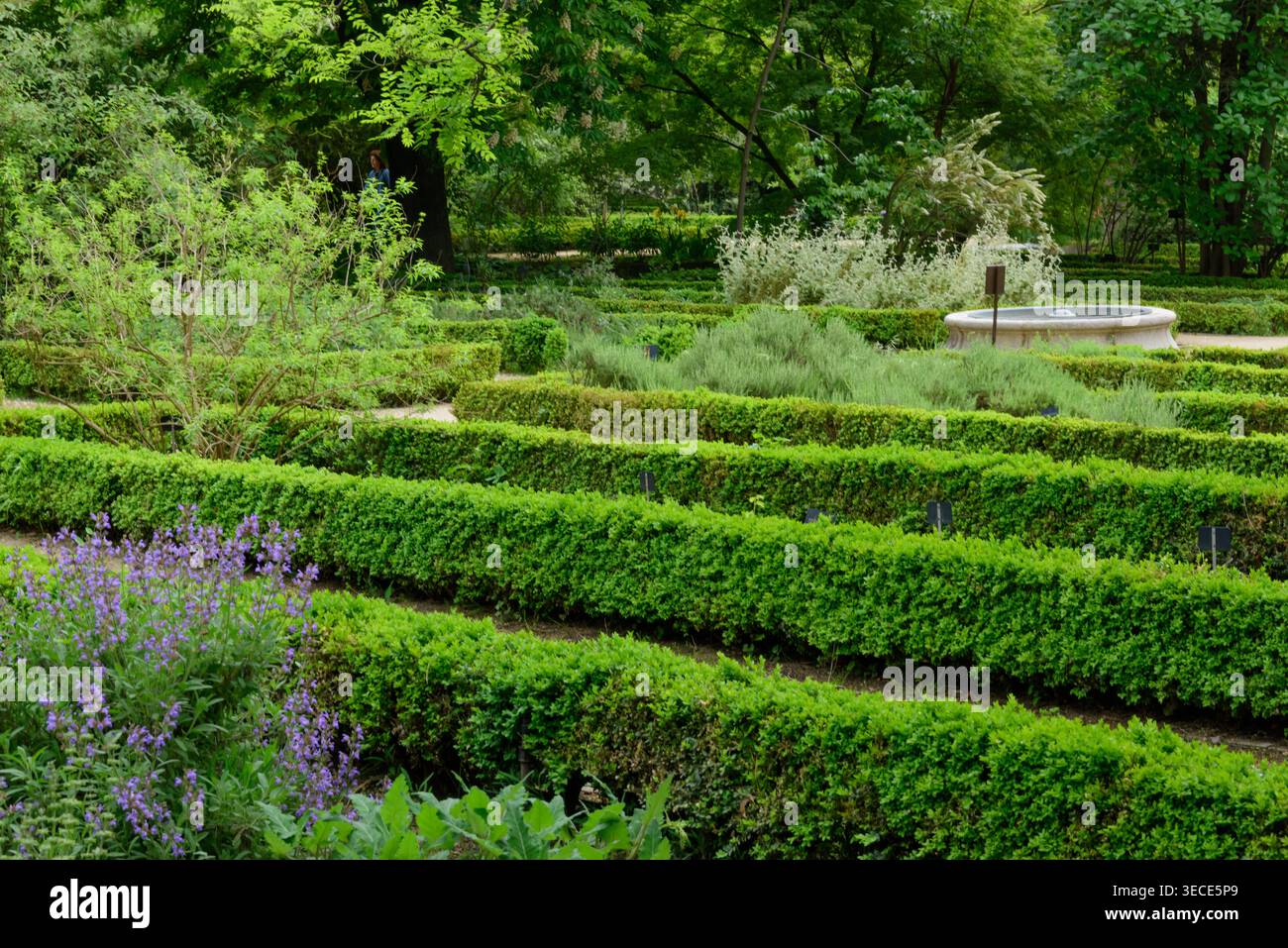 Madrid, Botanischer Garten Real Jardin Botanico de Madrid // Madrid, Giardino Botanico Real Jardin Botanico de Madrid Foto Stock