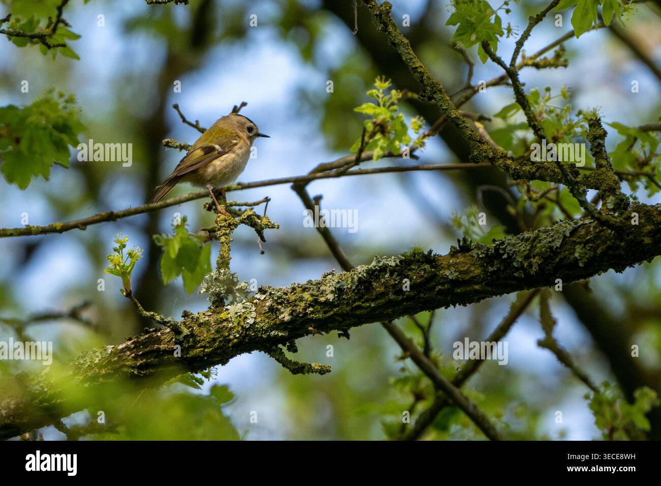 Il piccolo Goldcrest arroccato sull'albero Foto Stock