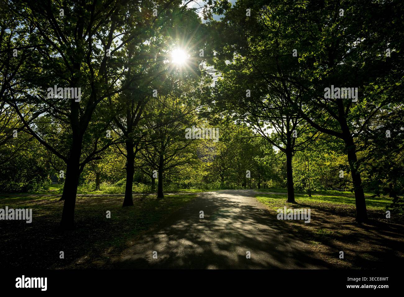 Il sole irrompe nel Regents Park, Londra Foto Stock
