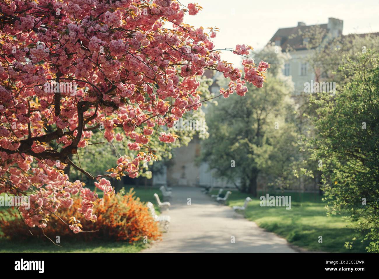 I fiori di ciliegio fioriscono nel parco di Praga in primavera con panchine lungo il percorso Foto Stock
