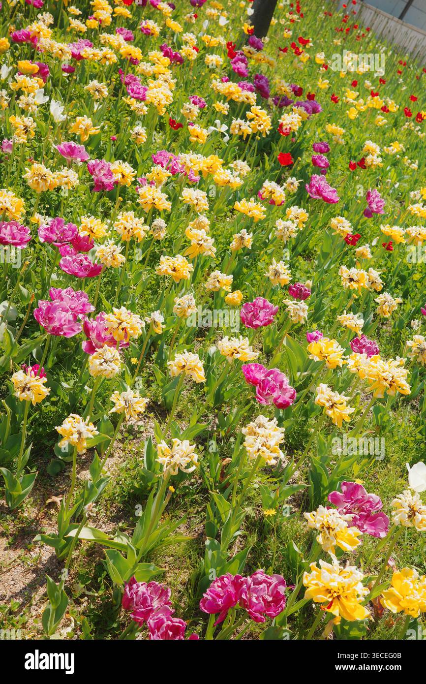 Colorato campo misto di pappagalli e tulipani doppi con varietà magenta, giallo, crema e rosso che fioriscono in file diagonali sotto la luce solare primaverile. Foto Stock