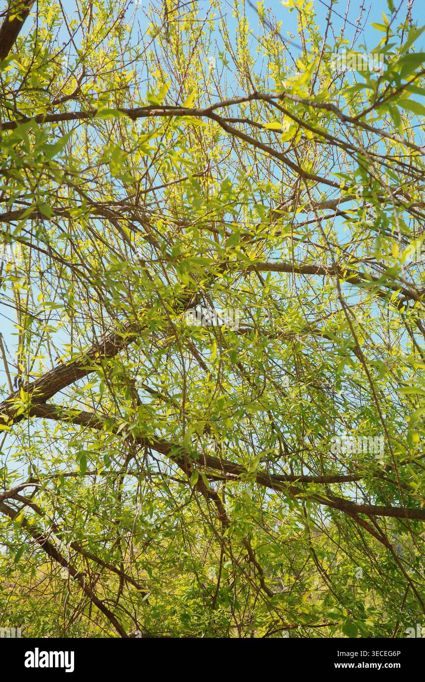 Guardando verso l'alto attraverso i rami di salice piangenti con un fresco fogliame verde lime e i gattini contro un cielo azzurro. Foto Stock