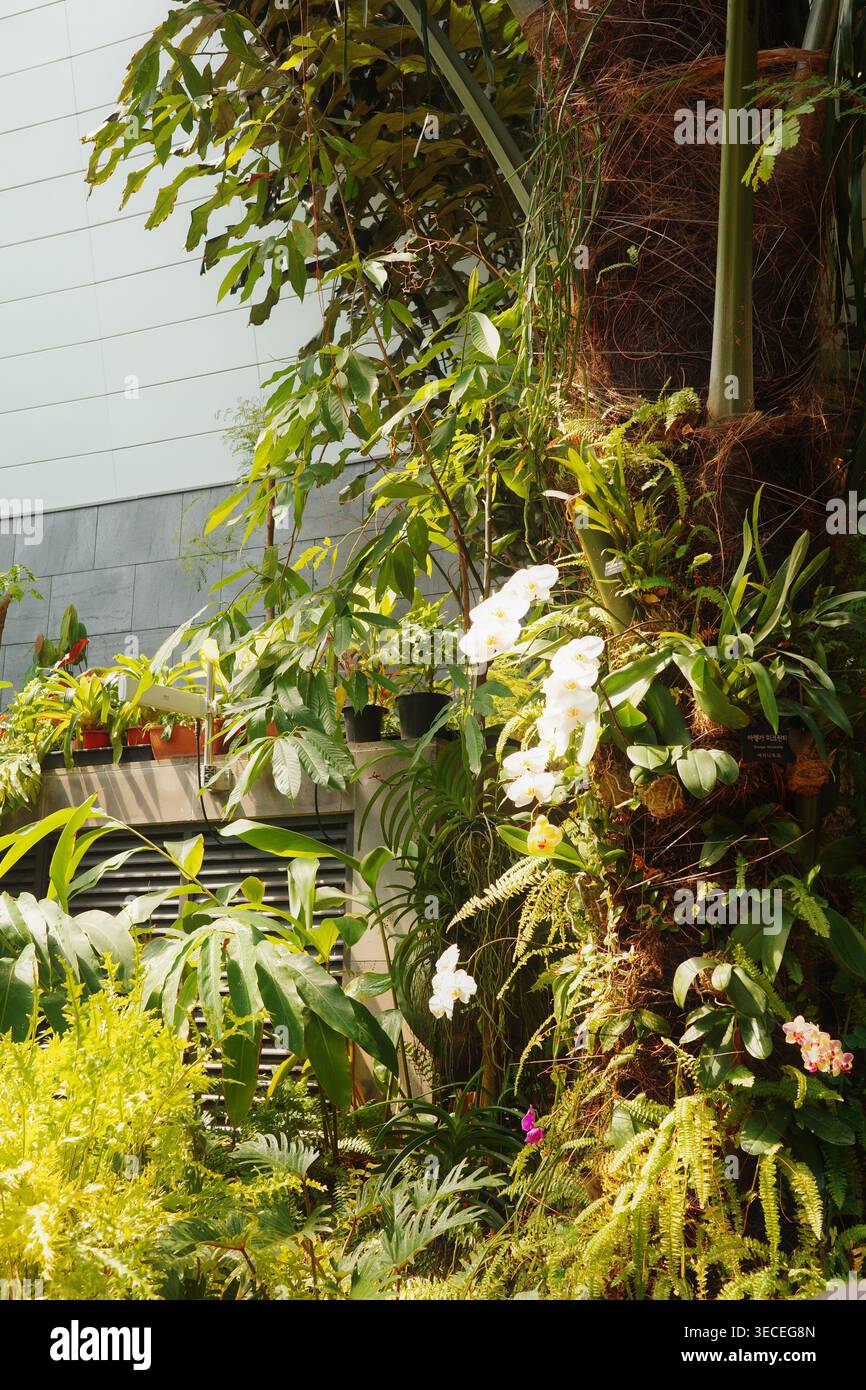 Orchidee di falena bianca su un palo di muschio all'interno di una serra botanica, con felci tropicali, viti da arrampicata e lussureggiante vegetazione mista in una luce naturale brillante Foto Stock