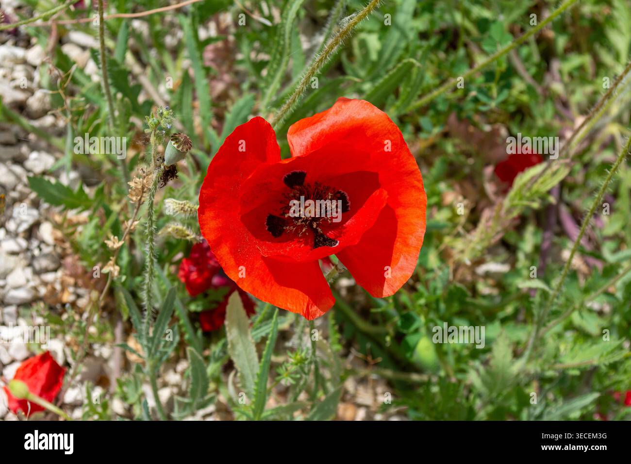 Primer plano de amapola roja silvestre floreciendo en el campo bajo la luz del sol. Foto Stock