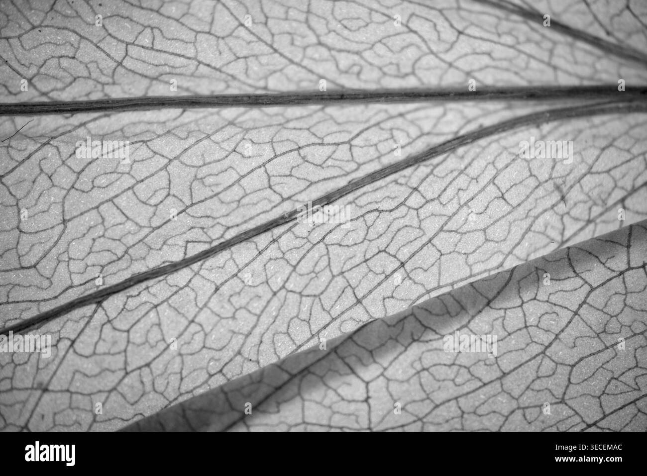 Macro delle lamelle in scala di grigi che evidenzia le vene e l'anatomia in un modello naturale organico. Foto Stock
