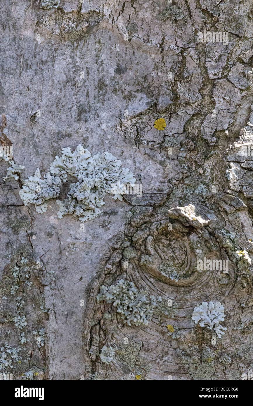 Primo piano di corteccia grigia di alberi con dettagli di nodo, scanalature testurizzate, lichene grigio acqua e luce solare soffusa in composizione verticale. Foto Stock