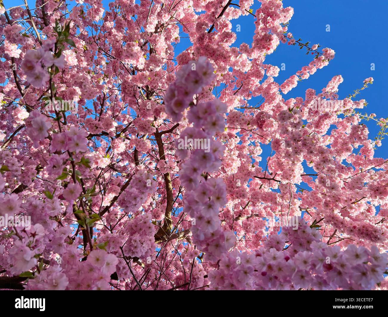 Fiori di ciliegio rosa su rami ornamentali fioriti. Sakura all'inizio della primavera. Foto Stock