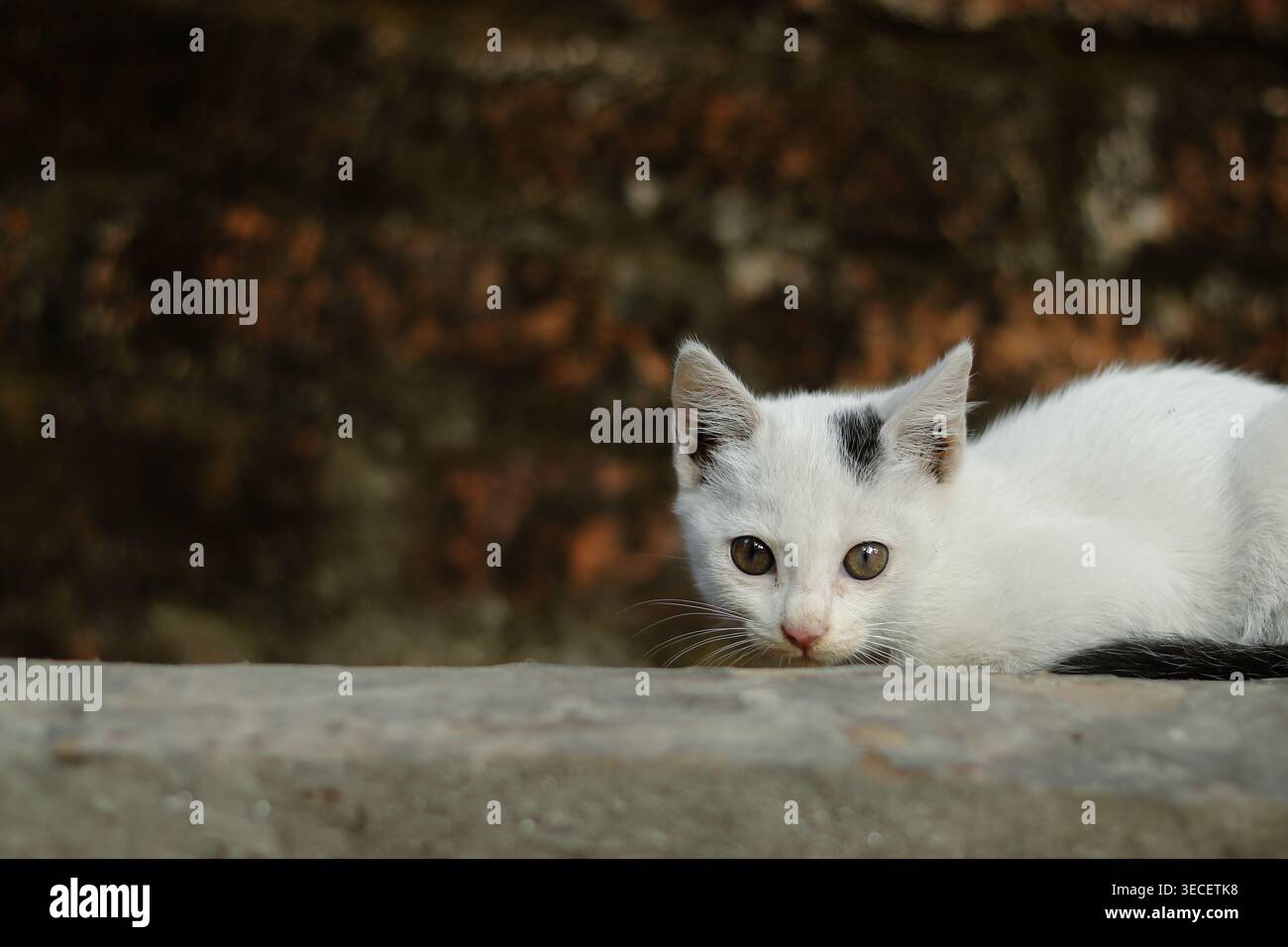Un curioso gattino bianco con macchie nere che sbirciano timidamente da dietro una sporgenza di pietra, catturando un momento innocente e giocoso. Foto Stock