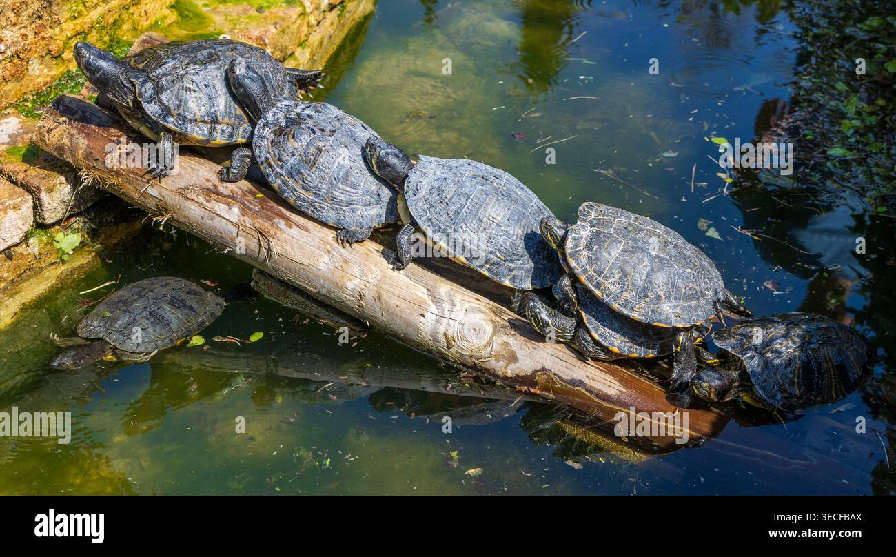 Crogiolanti Terrapins Giardino giusti Verona Italia Foto Stock