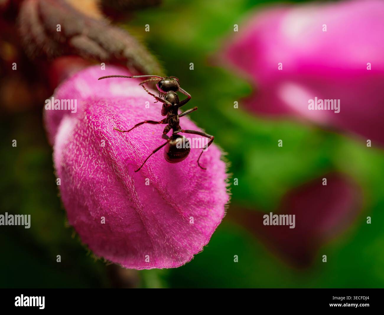 Vivace primo piano macro di un falegname nero solitario che esplora un morbido bocciolo di fiori rosa magenta in un giardino naturale con sfondo sfocato Foto Stock