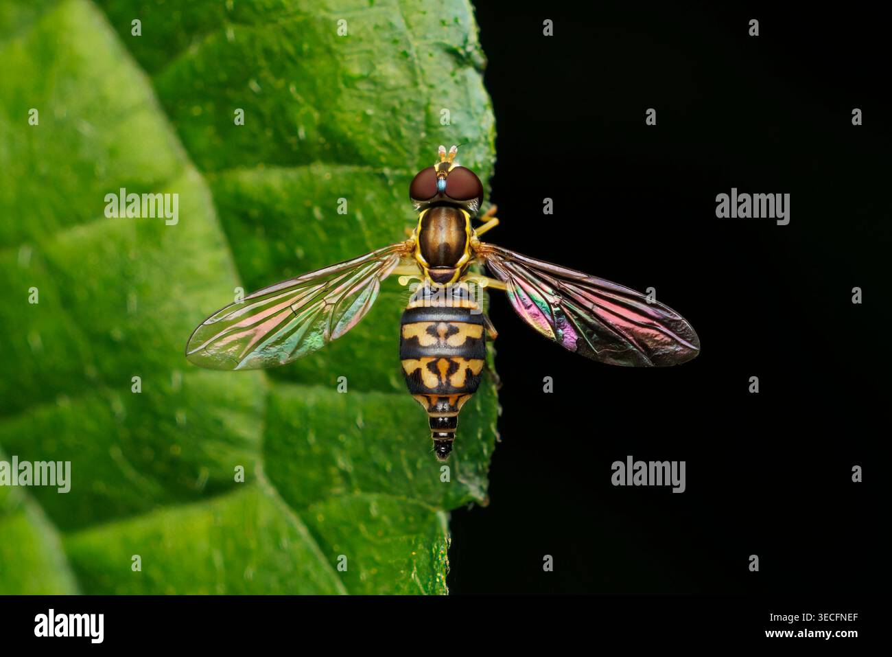 Calligrafo orientale (Toxomerus geminatus) - donna Foto Stock