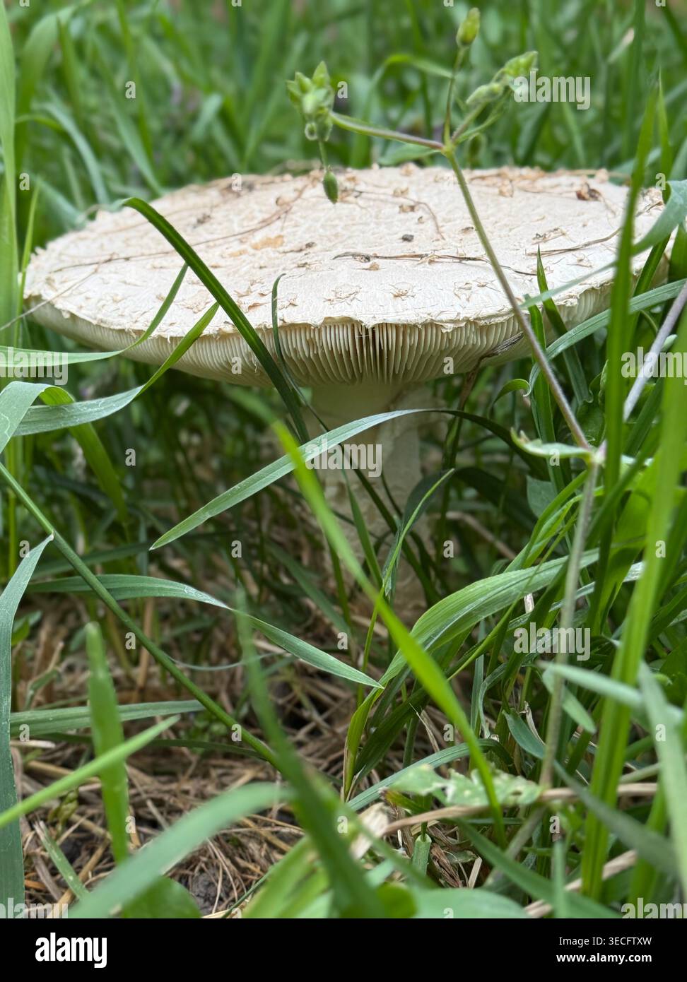 Un fungo sul prato, è difficile differenziarsi da funghi a spore grande, agarico di mosca bianca e toadstool velenoso Foto Stock
