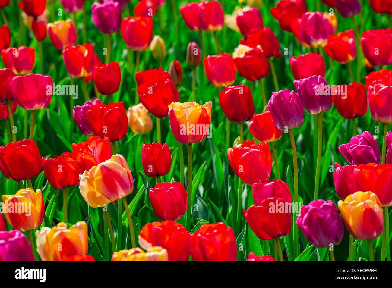 I tulipani freschi servono come carta da parati floreale. I tulipani allegri accolgono il calore primaverile. I tulipani artistici formano uno sfondo colorato. Tulipani lussureggianti fioriscono in primavera Foto Stock