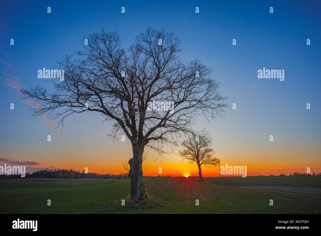 Paesaggio di campo ondulato verde con un albero Foto Stock