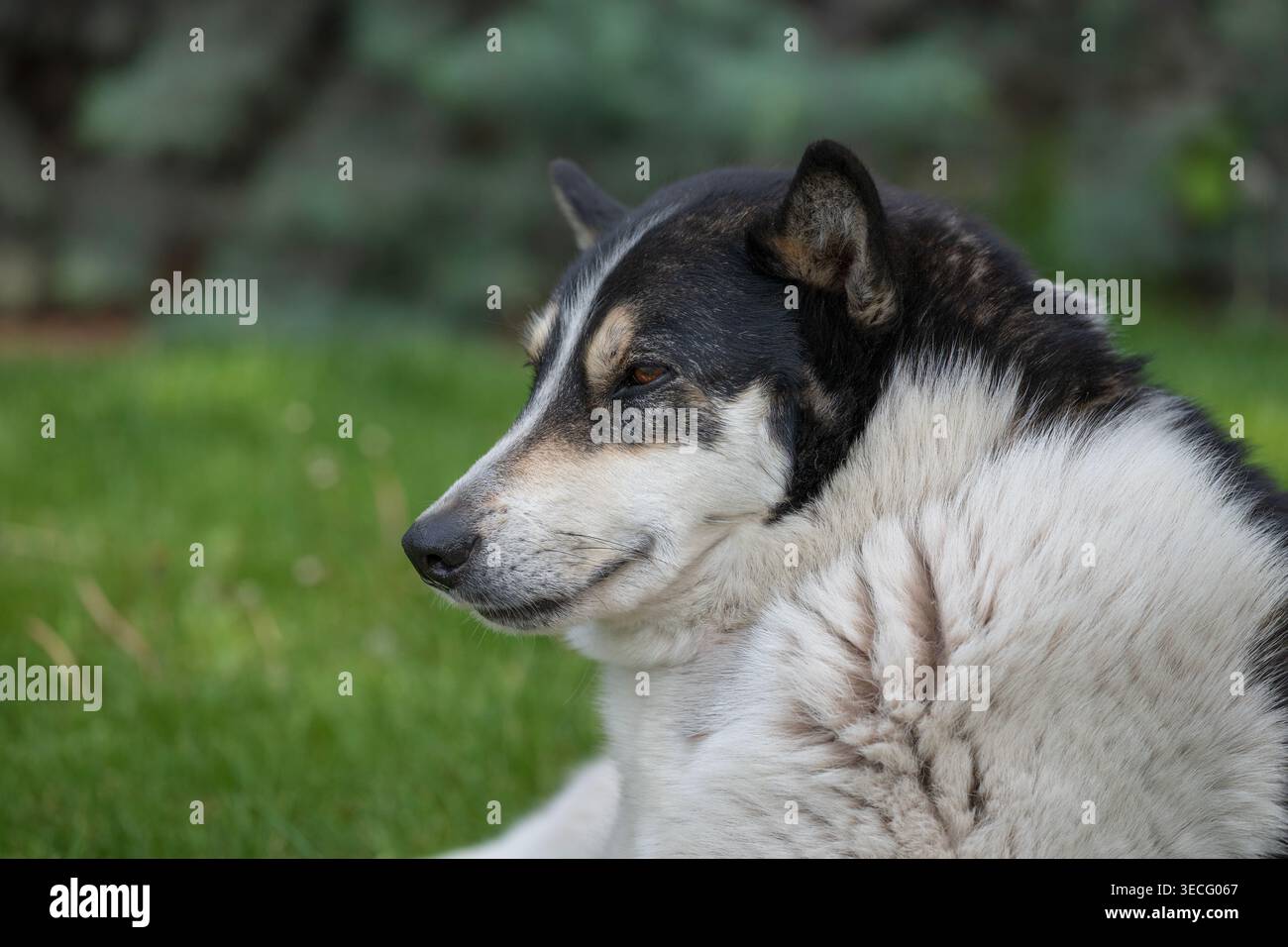 Primo piano di un cane tricolore che riposa su un prato lussureggiante con luce naturale soffusa e bokeh Foto Stock