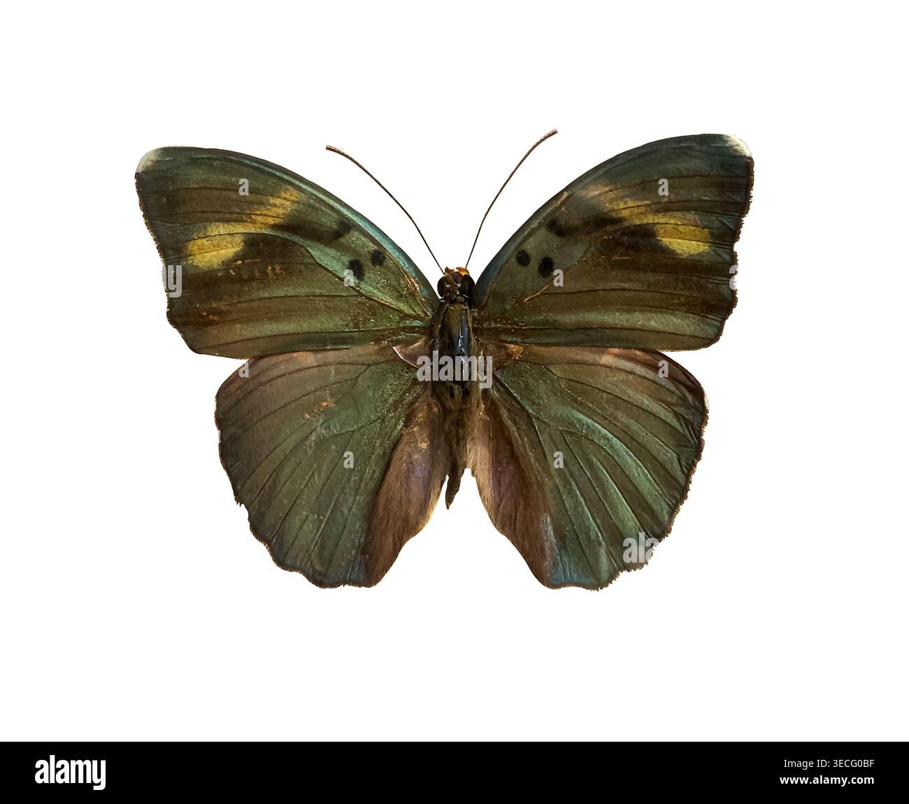 Farfalla Euphaedra medon con ali spalmate isolate su sfondo bianco con percorso di ritaglio. Raccolta di insetti. Foto Stock