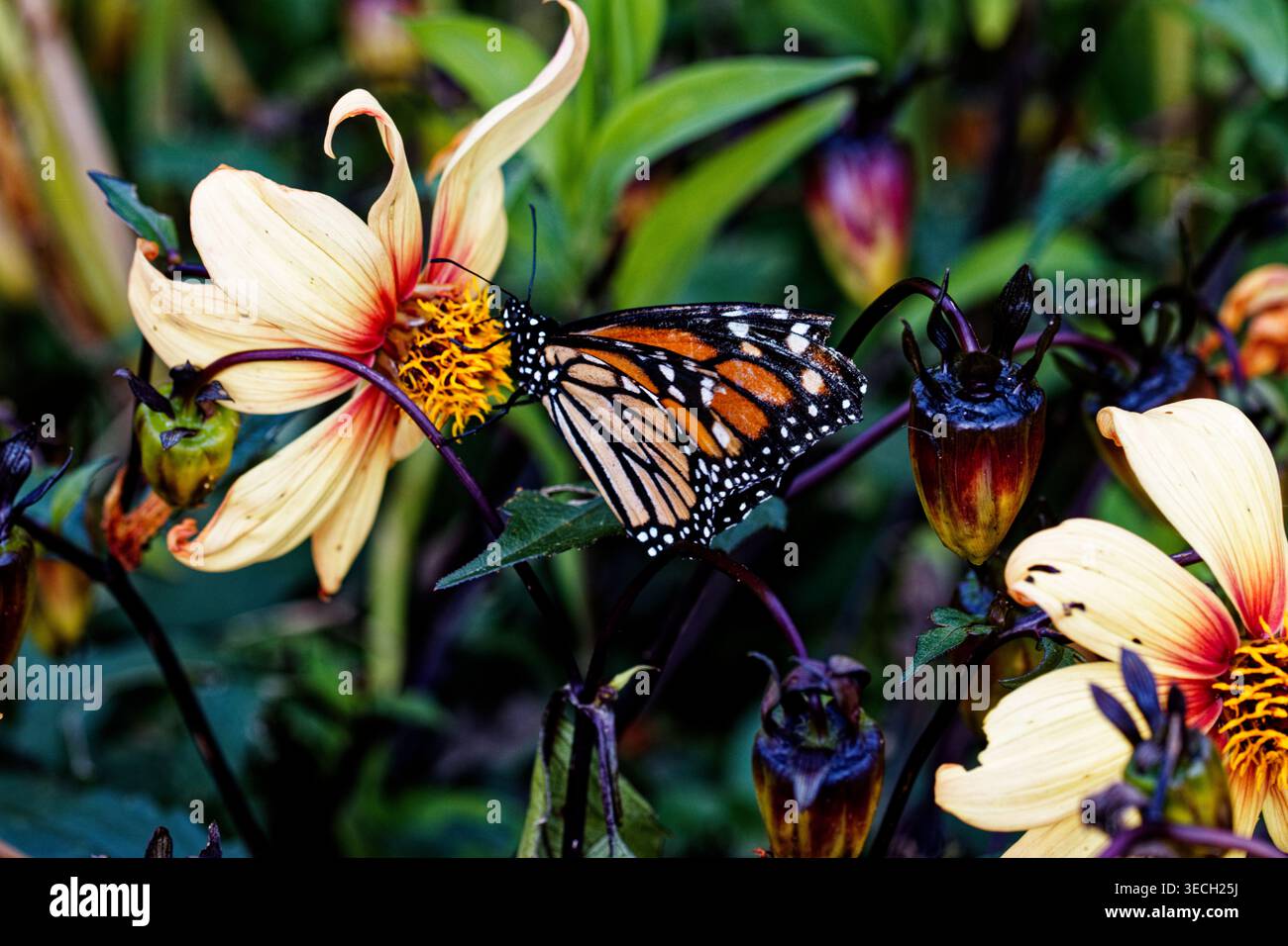 La farfalla monarca o semplicemente monarca (Danaus plexippus) è una farfalla di erba latta. i nomi comuni includono l'alga del latte, la tigre comune e il vagabondo, Foto Stock